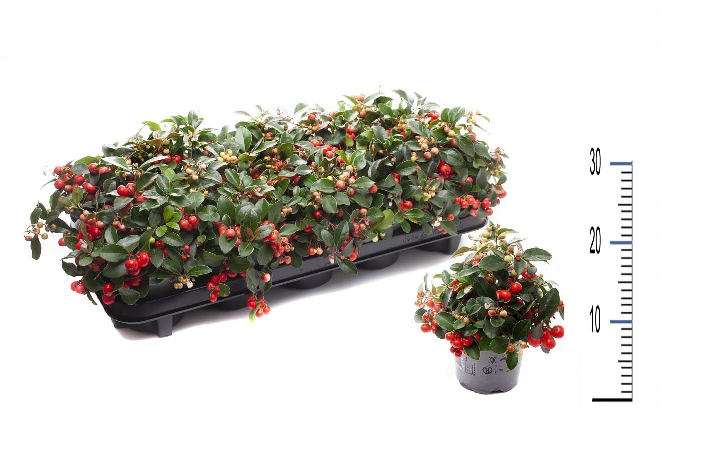Gaultheria Big Berry, D 11 cm