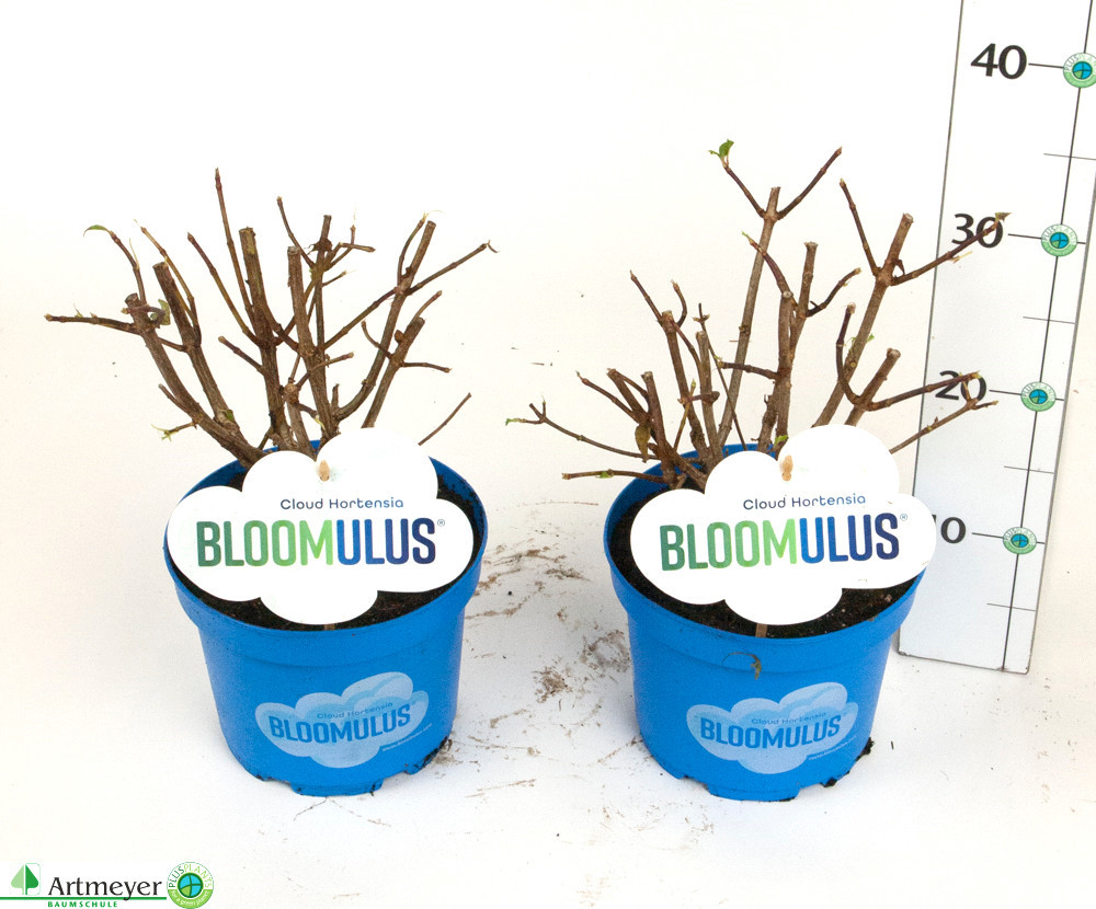 Hydrangea pan. Bloomulus®, D 14