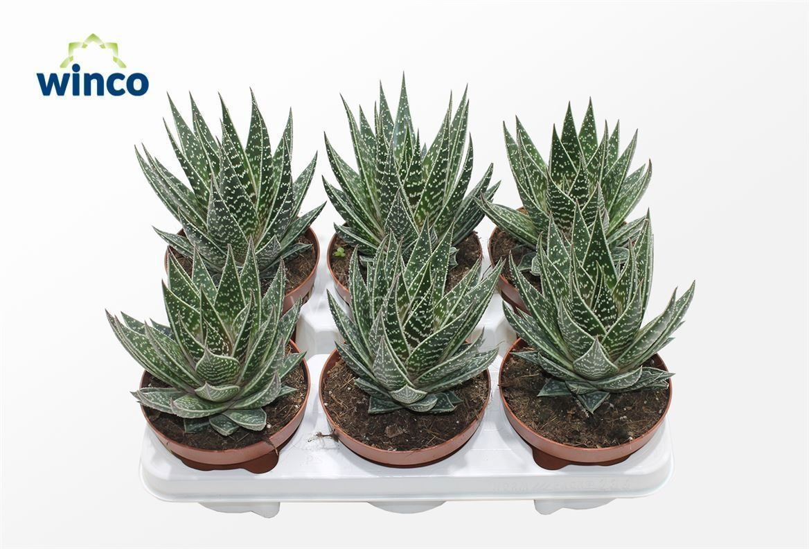 Aloe Interstellar, D 13 cm