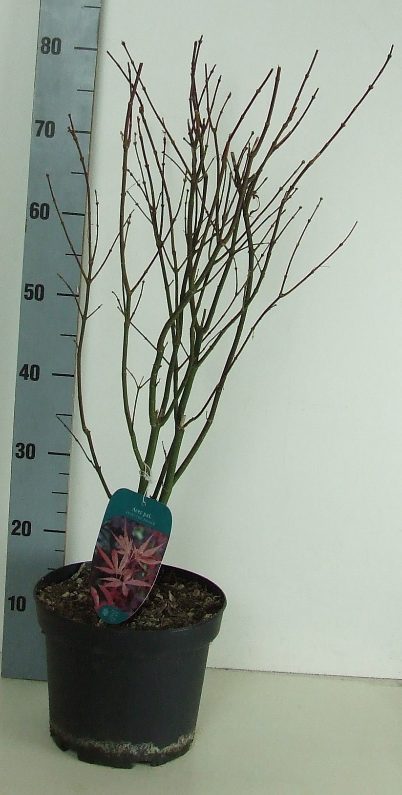 Acer palmatum 'Skeeters Broom' P23 Full CC, D 23