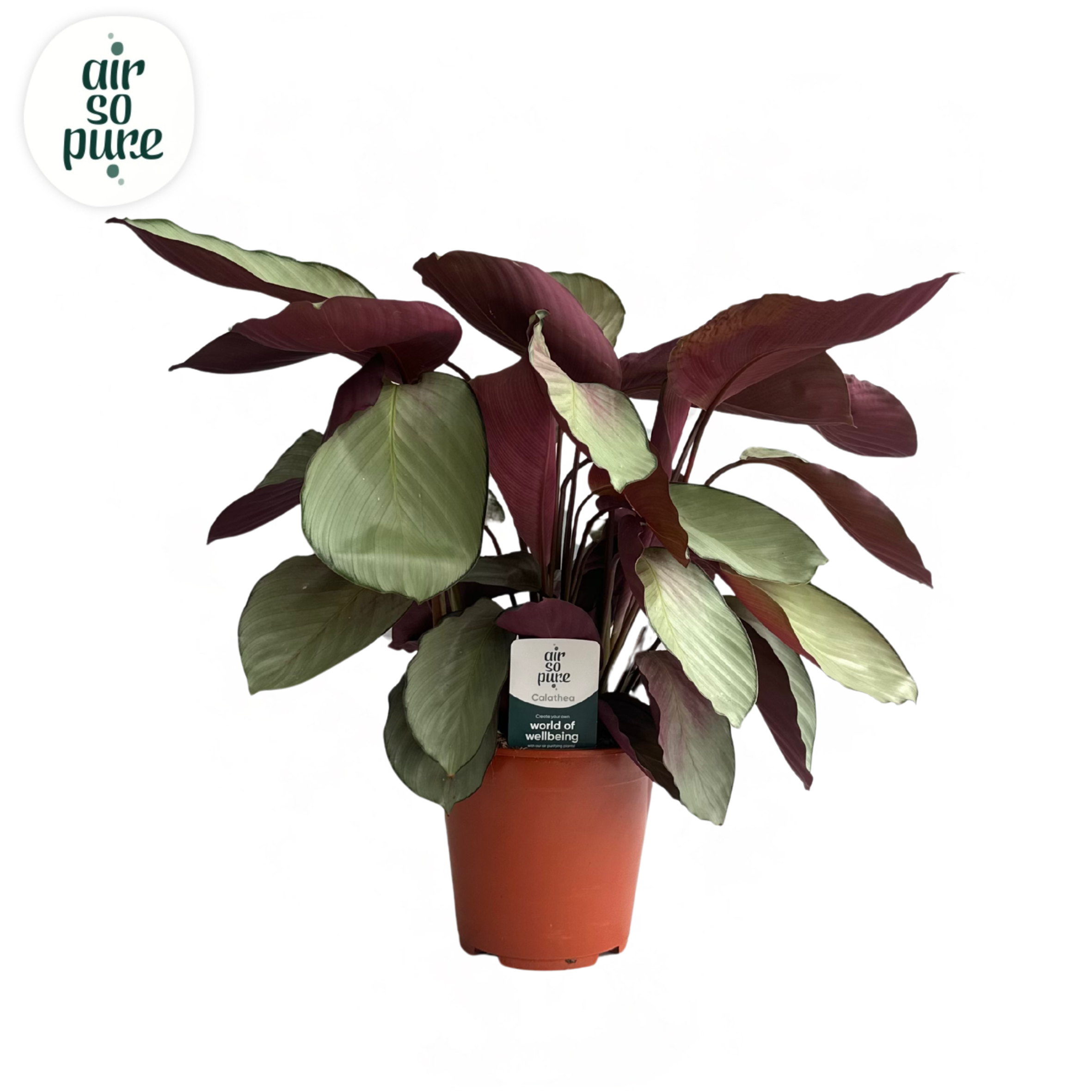 Calathea Silver Plate Air So Pure, D 19