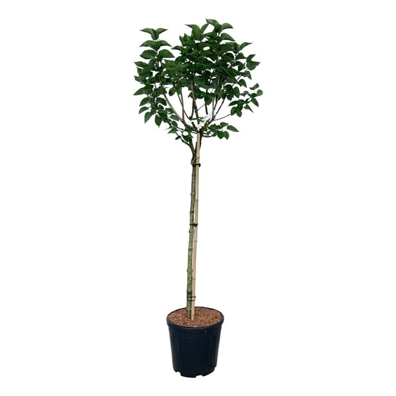 Syringa v. 'Katherine Havemeyer', D 32 cm