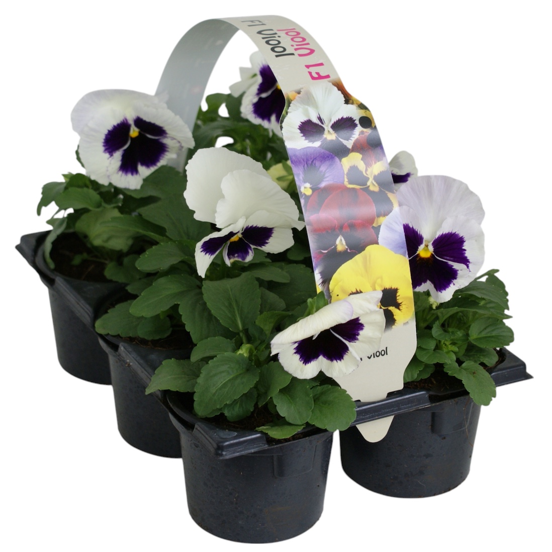 Viool F1 Wit met oog 6p, D 9 cm Viool F1 Wit met oog 6p, D 9 cm