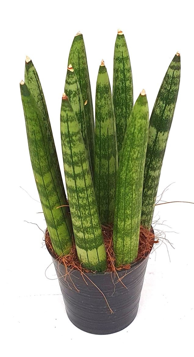 Sansevieria 'Cylindrica Straight', D 6 cm