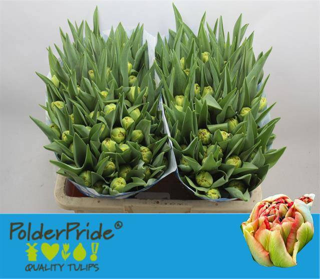 Тюльпан дв. Лимерик, шт.