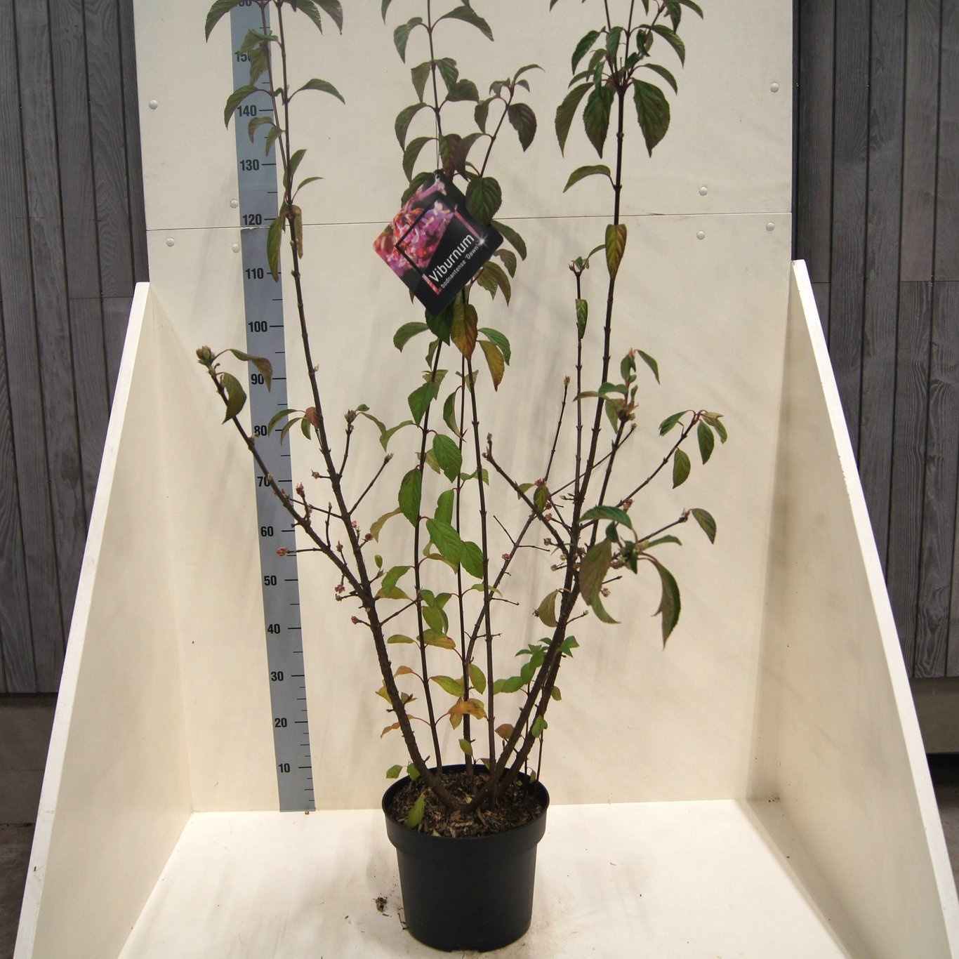 Viburnum bodn. 'Dawn', D 28