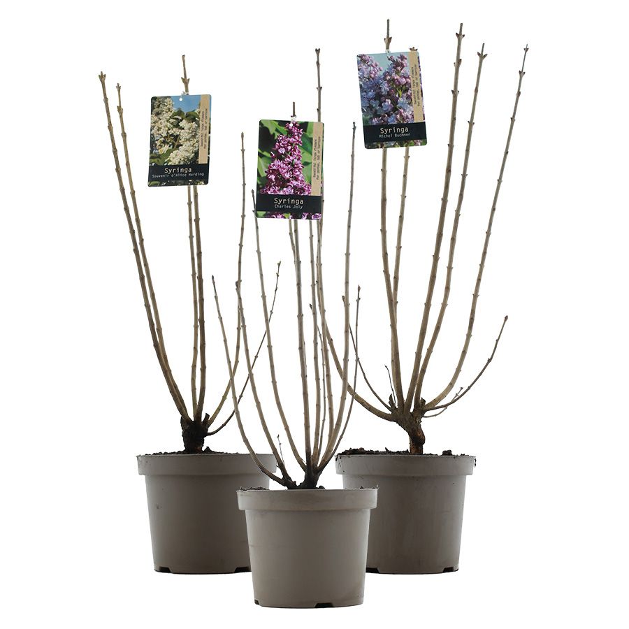 Syringa vulgaris MIX C7.5 (26cm.), D 26