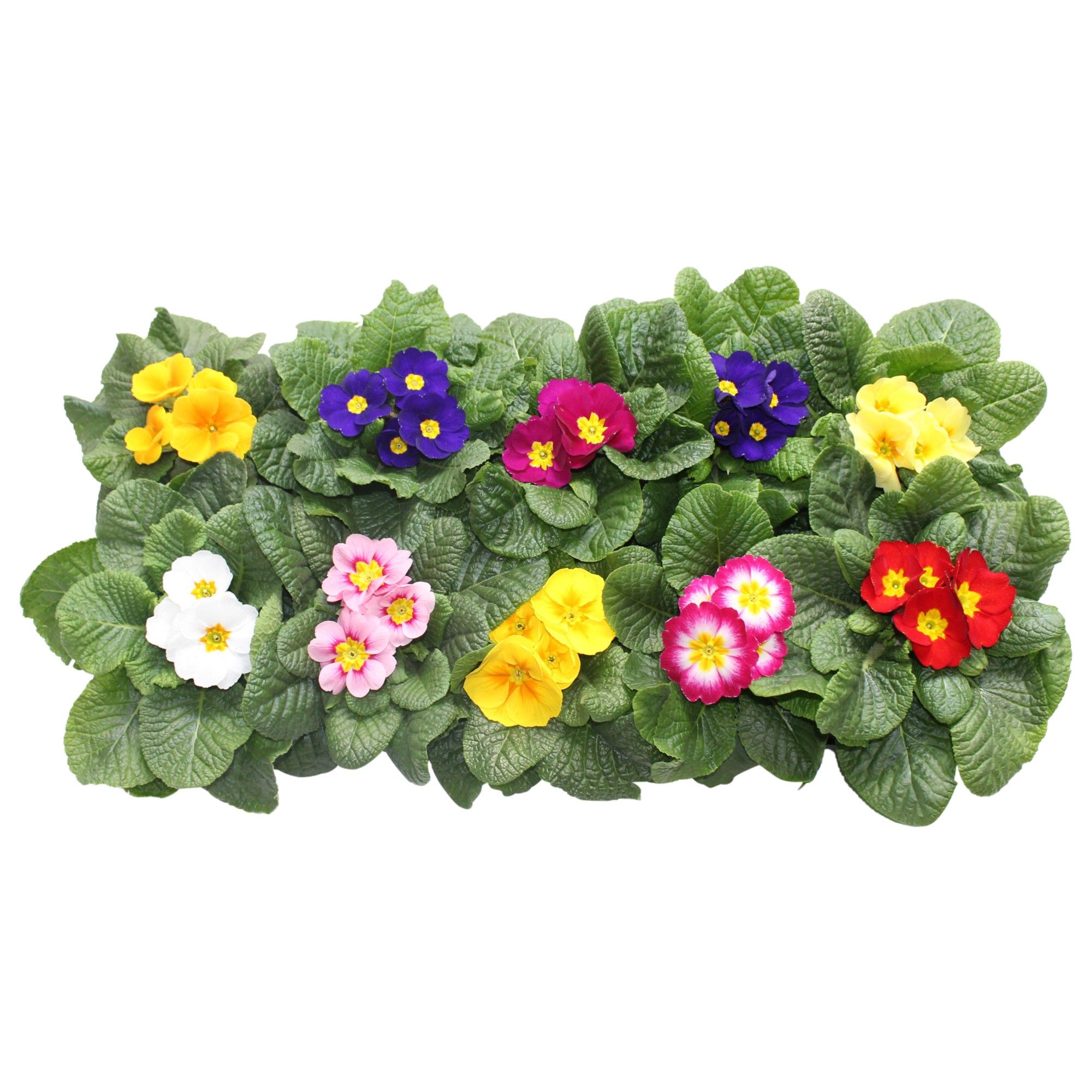 Primula Acaulis Mix, D 10