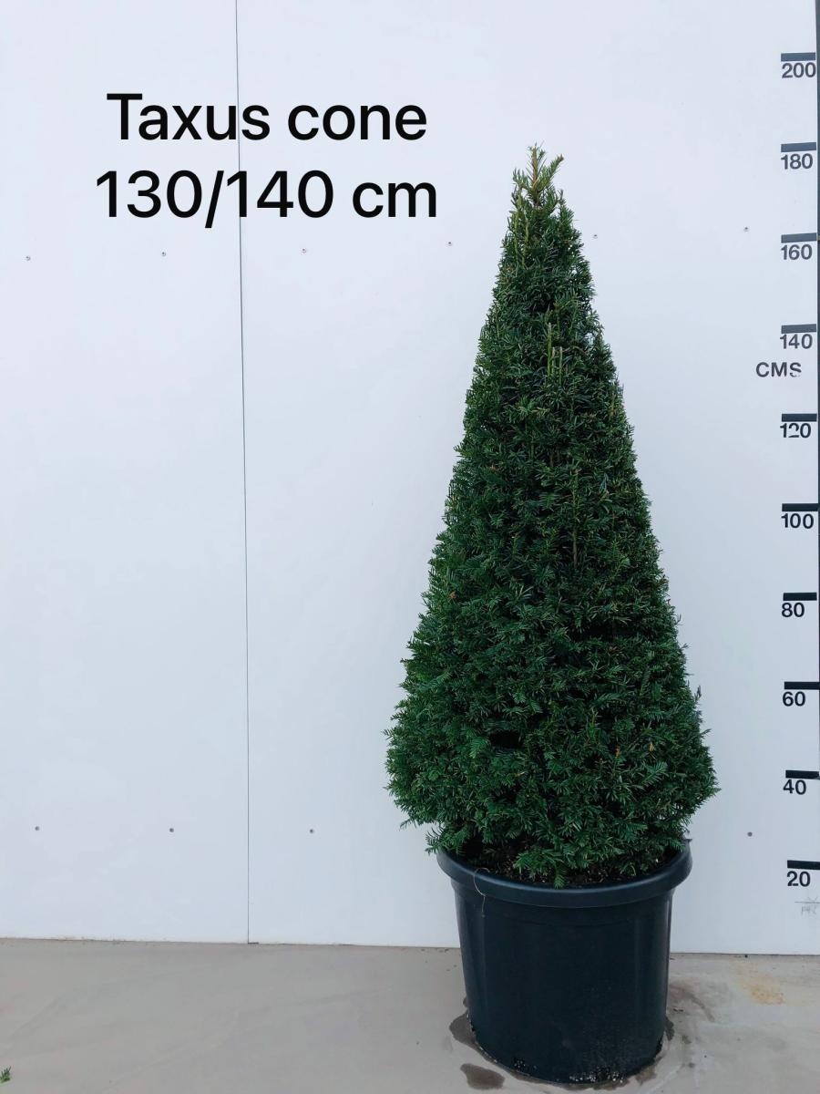 Taxus baccata, kegel, D 55