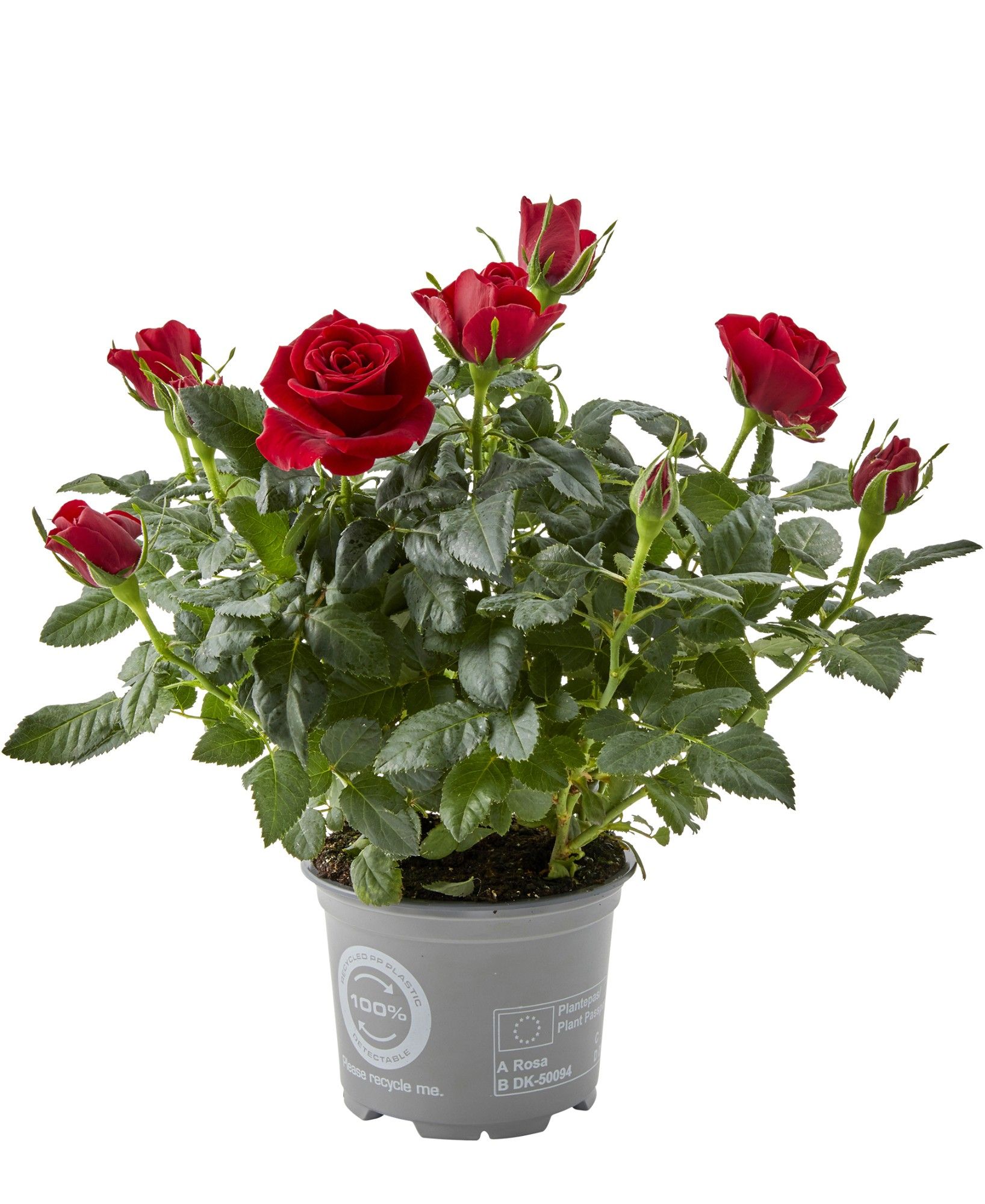 Rosa Scarlet Mercedes Kordana, D 10,5