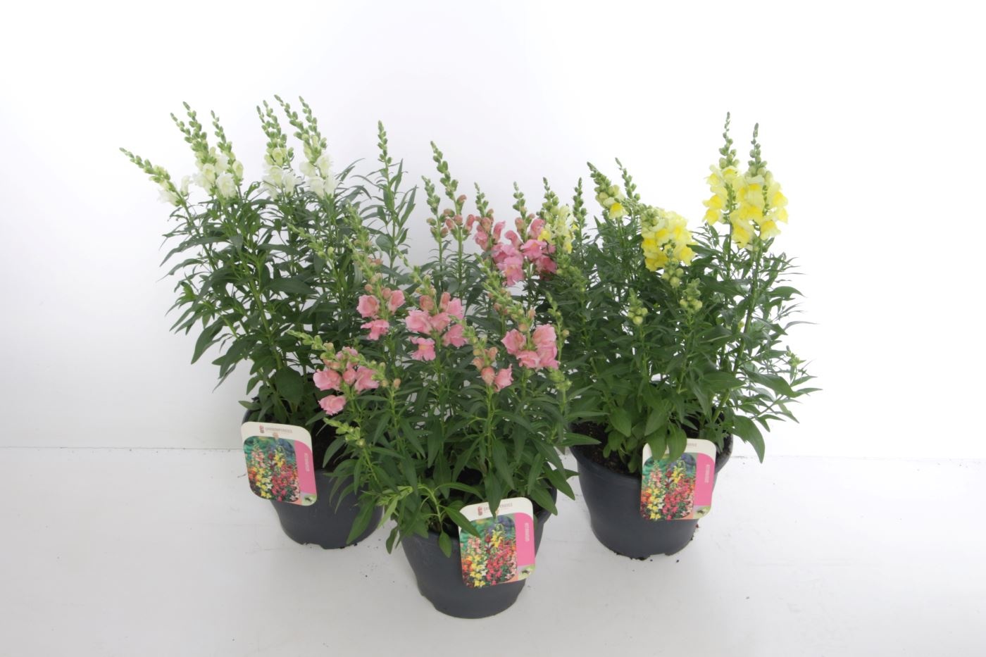 Antirrhinum Sonnet mix, D 23