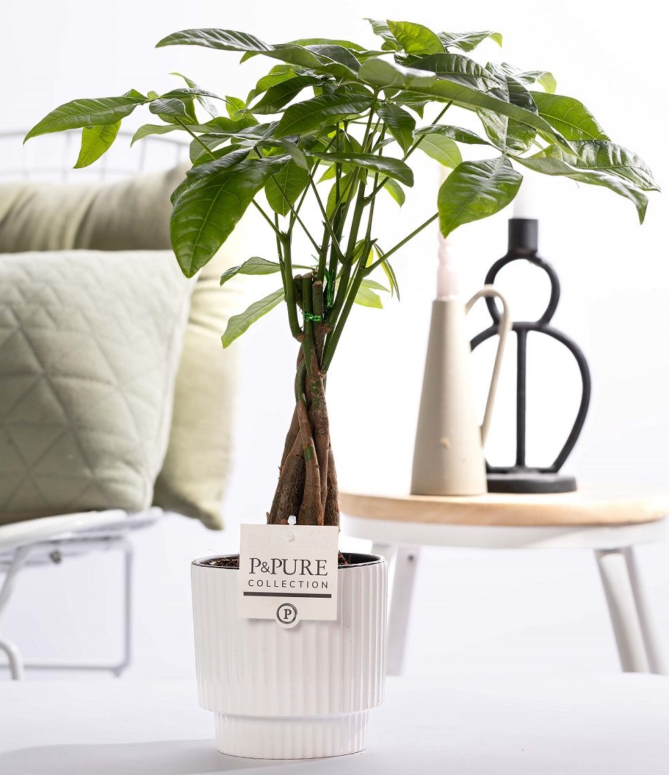 Pachira Aquatica in P&PURE Ivy ceramics shiny white, D 12