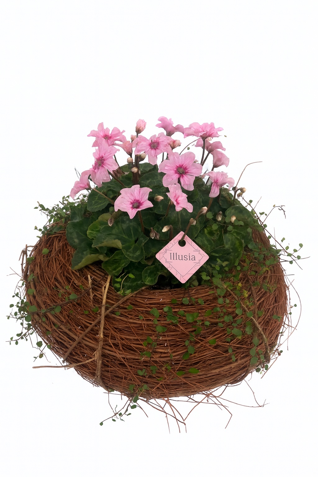 CYM777IL-9323 Cyclaam Illusia/Muehlenbeckia krans Sara, D 45 cm