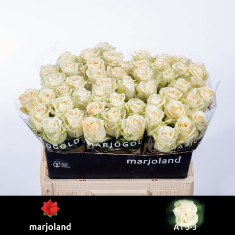 Роза од. Доломити 55, шт.