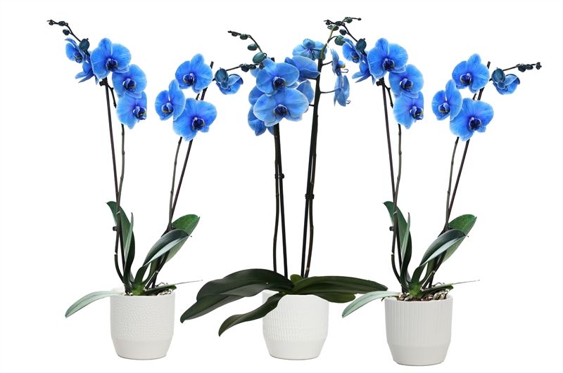 Tirza p12 vanille mix Phal I am Blue 2T14+, D 12