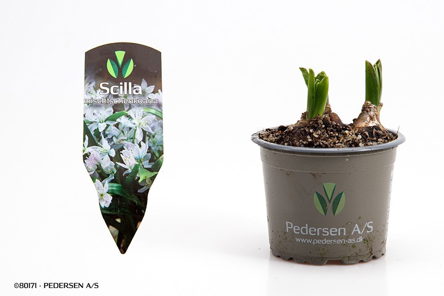 SCILLA MISCHTSCHENKOANA, D 9