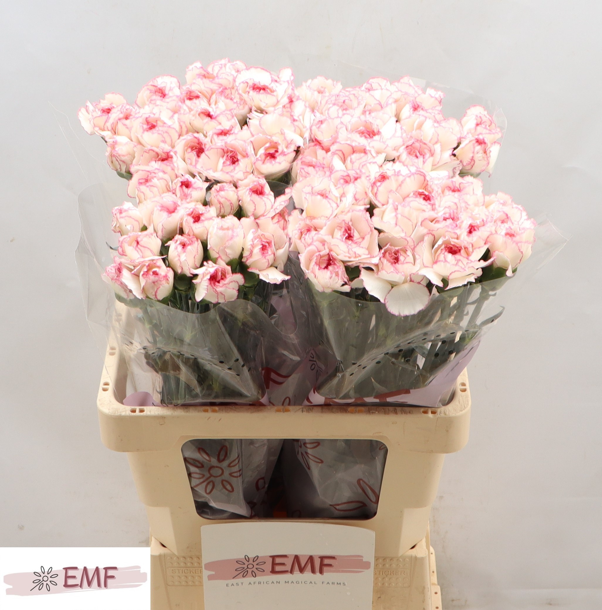 Диантус од. Пастель Дамаскус, шт.