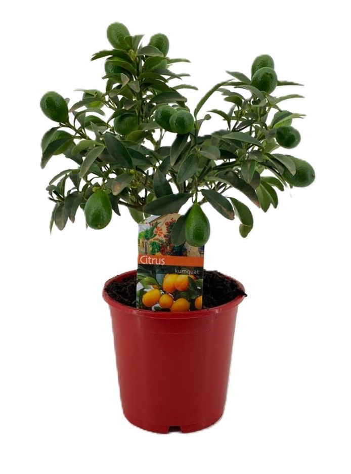Citrus Kumquat, D 14
