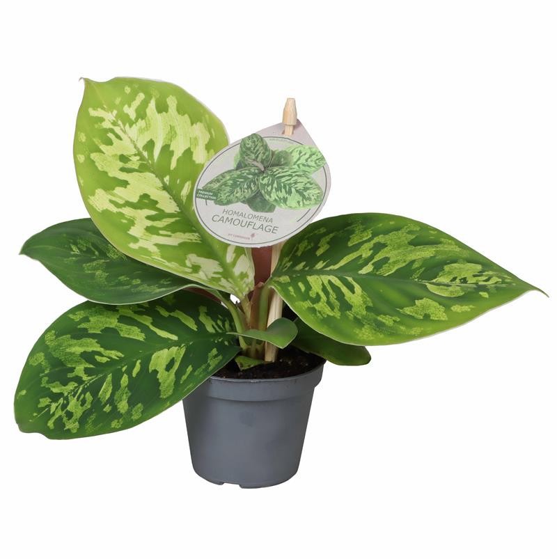 HOMALOMENA HYBRIDA Camouflage, D 6