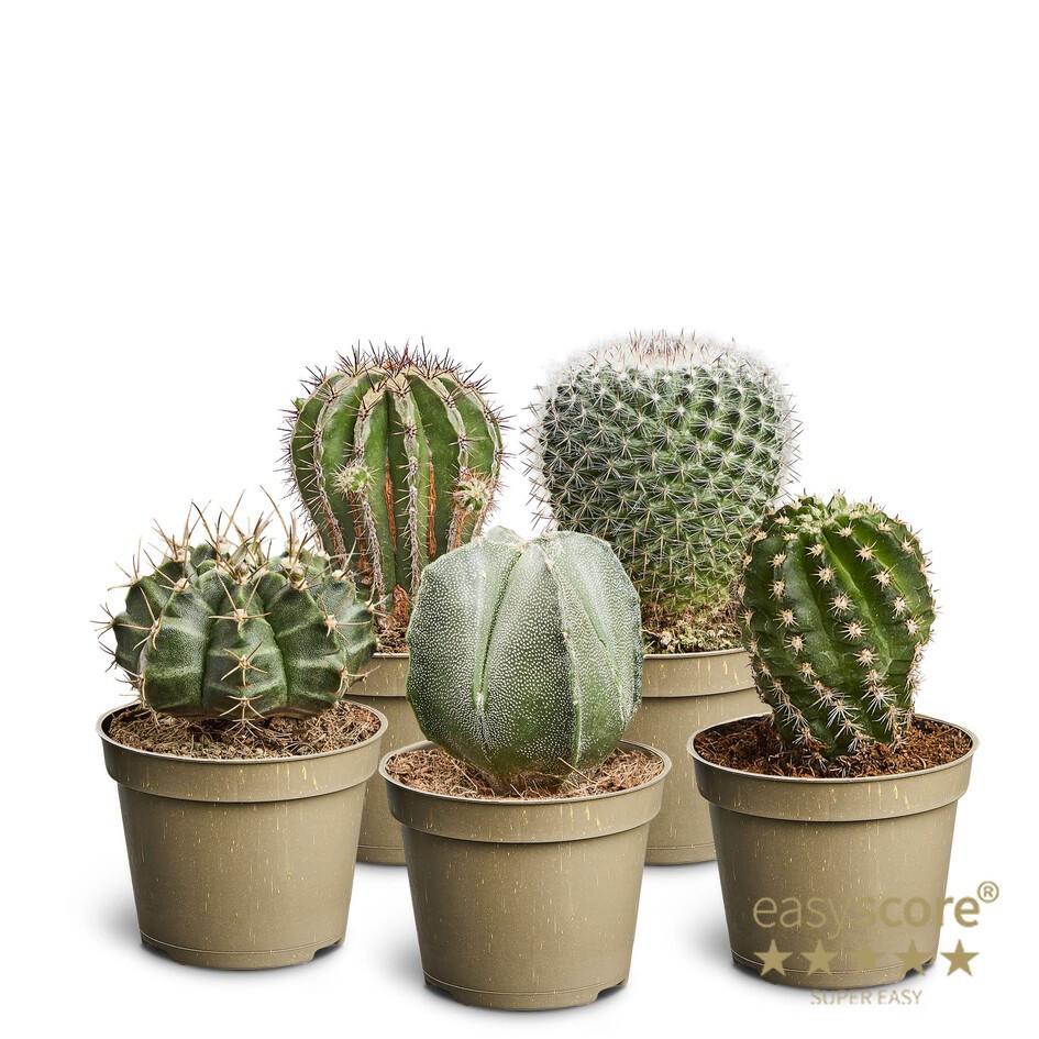 CACTUS MIX 10680100, Cactus Collection, D 6 cm