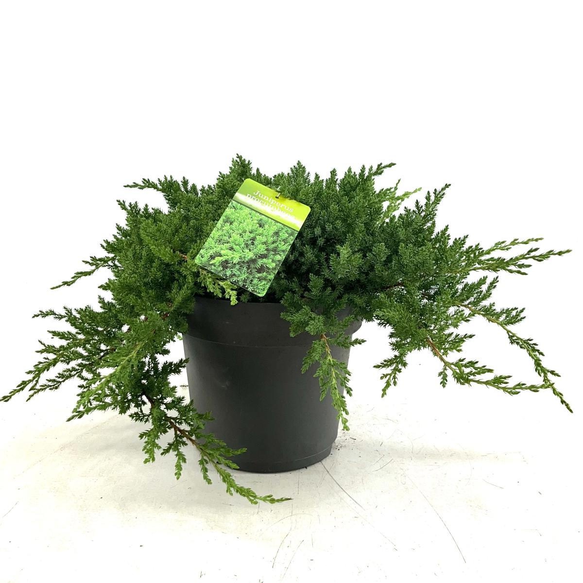 Juniperus procumbens 'Nana', D 26 cm