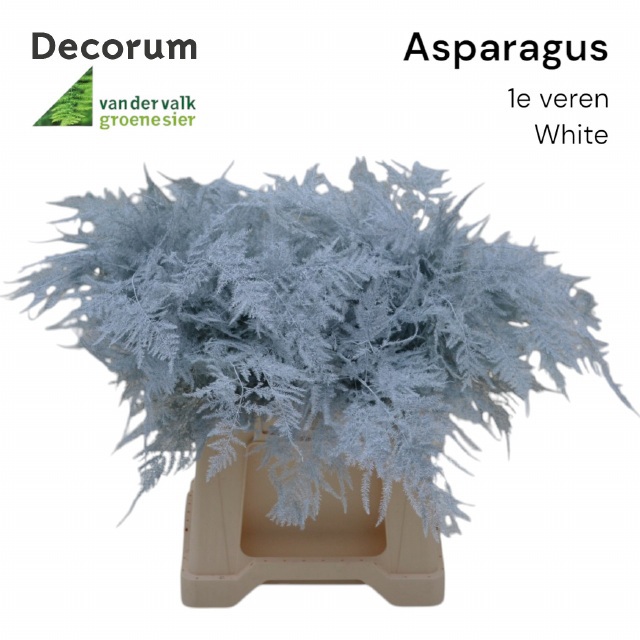 Аспарагус Овериг Крашеный (краш. ) 45, шт.