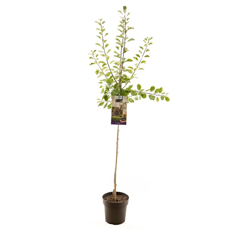 Prunus dom. Opal halfstam Blauwe pruim, D 27