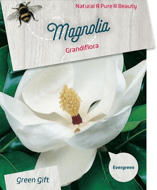 Magnolia grandiflora, D 23