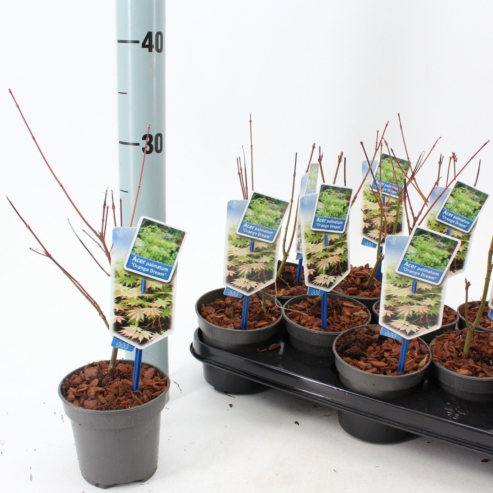 Acer pal. 'Orange Dream', D 10,5