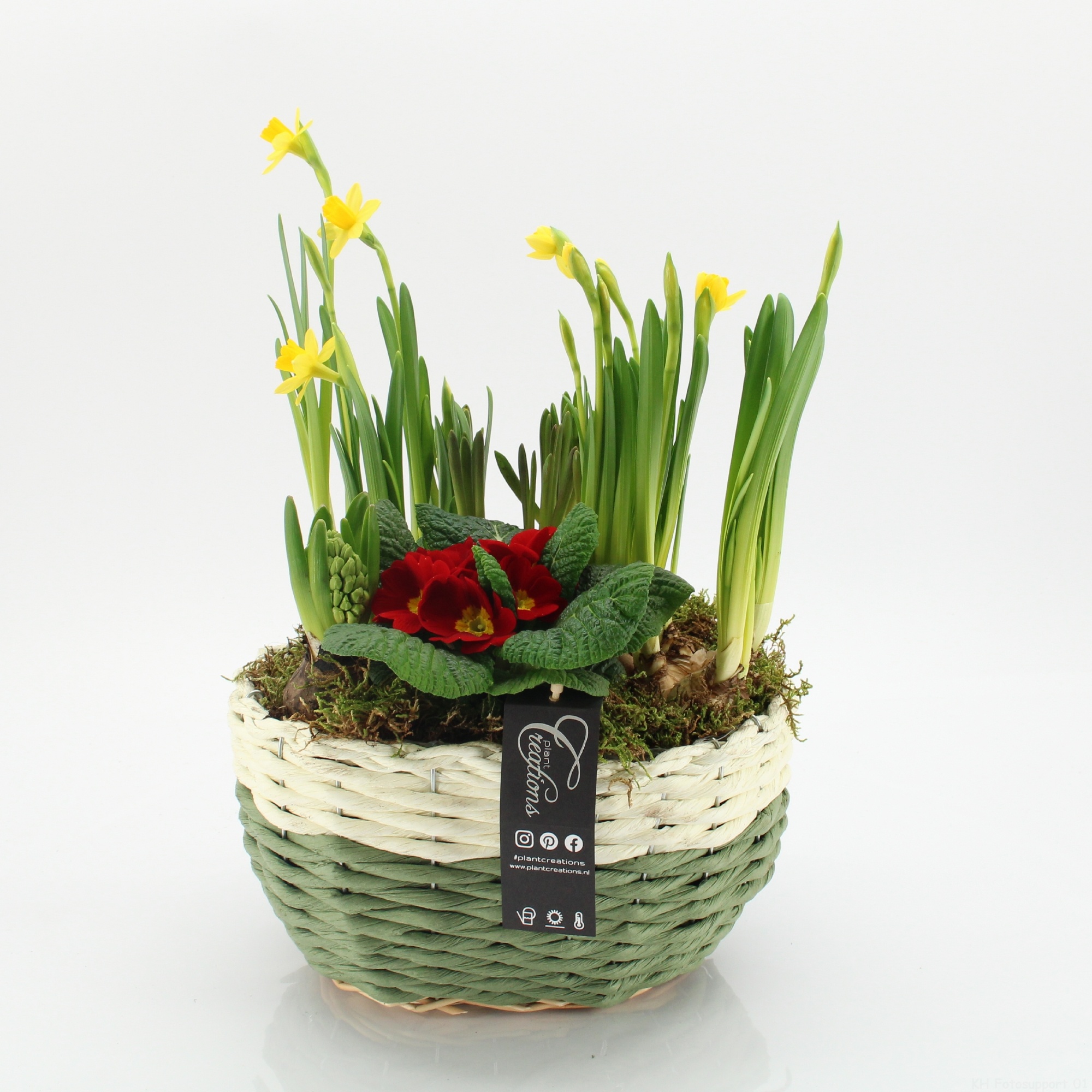 PMCR-2646 Primula creations, D 27