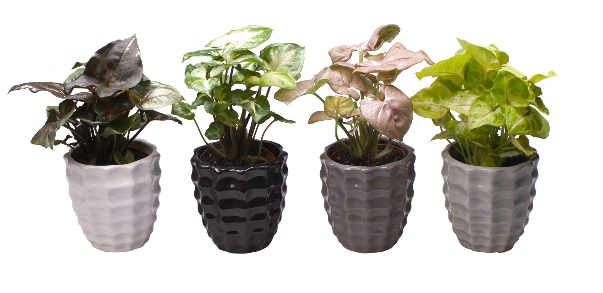 L 65437 with Syngonium Mix, D 6