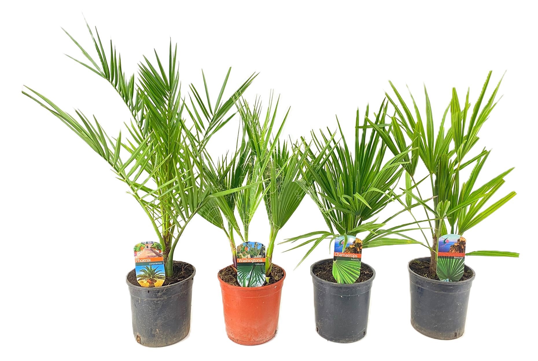 Palmen mix outdoor - 3/4 soorten, D 15