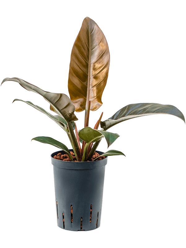 Philodendron 'Imperial Red', D 15