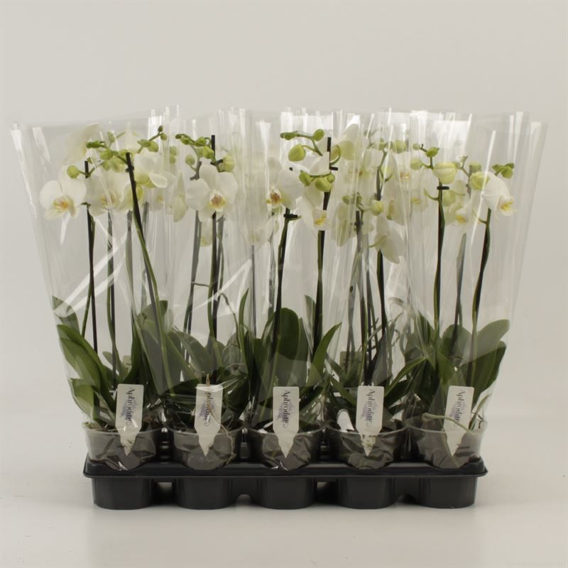 Phalaenopsis overig wit 2 Tak Wit Compact, D 12
