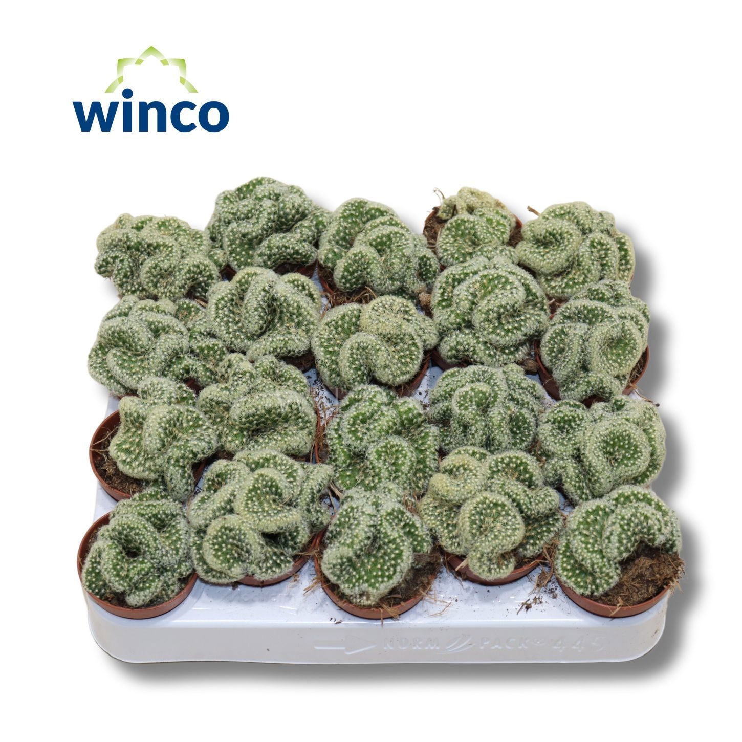 Mammillaria Elongata Cristata, D 5,5 cm