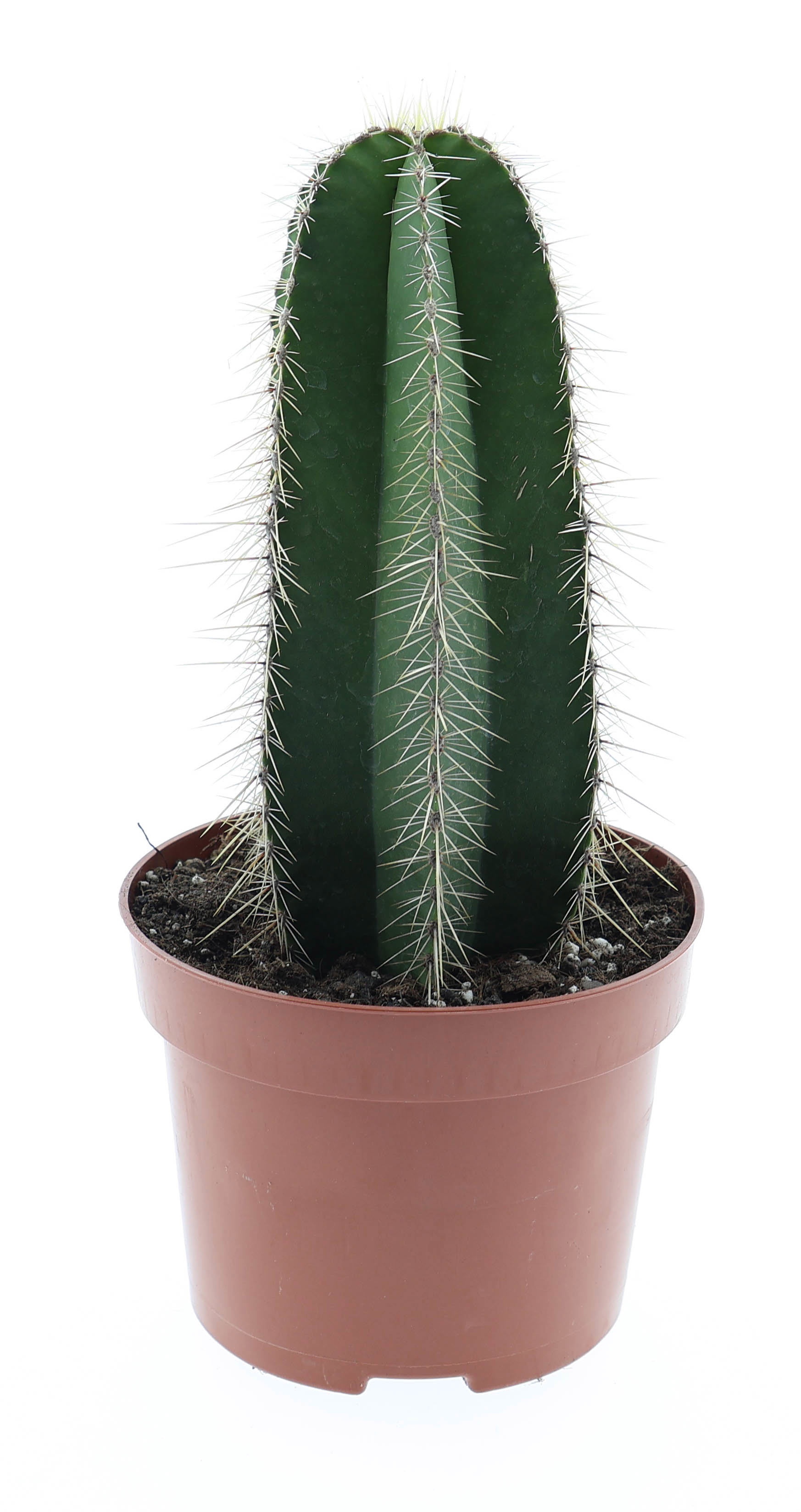 Isolatocereus dumortirii E, D 12