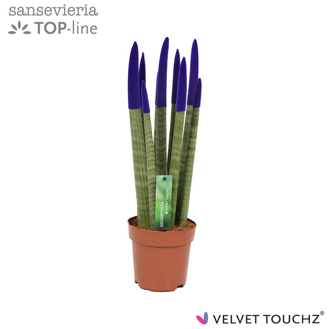 Sansevieria VELVET TOUCHZ® Paars, D 12