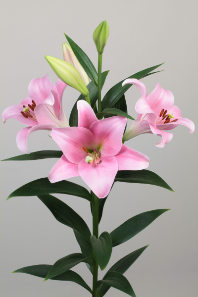 Лилия Лонгифлорум Овериг 90, шт.