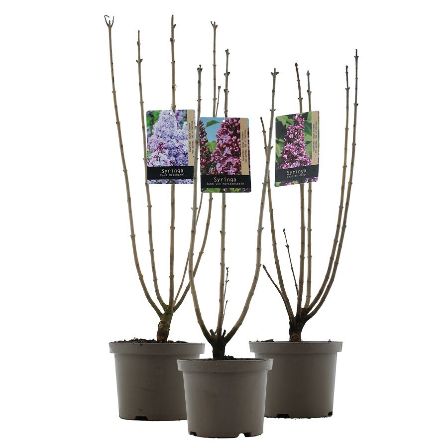 Syringa vulgaris MIX C5 (23cm.), D 23