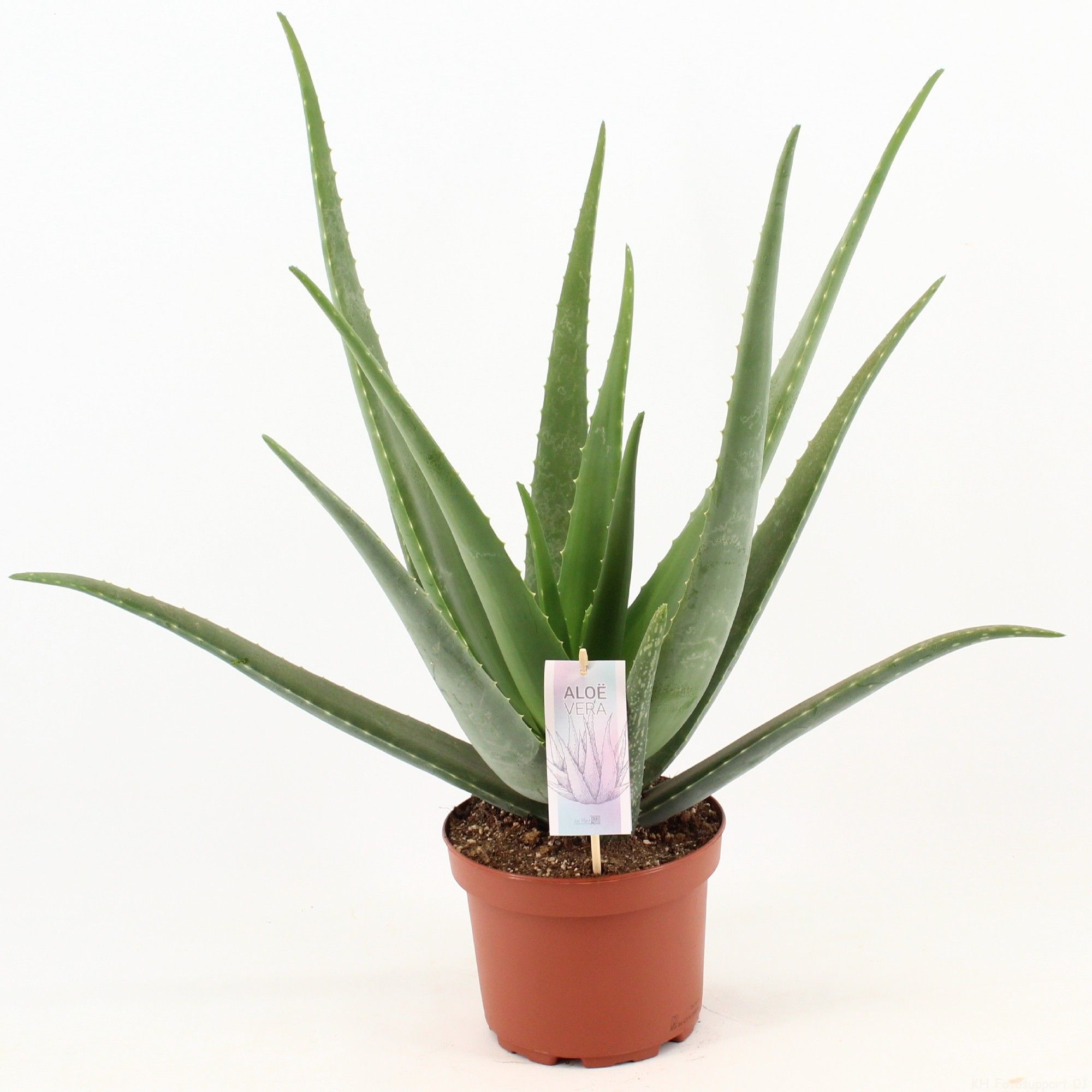 Aloe Vera P19, D 19