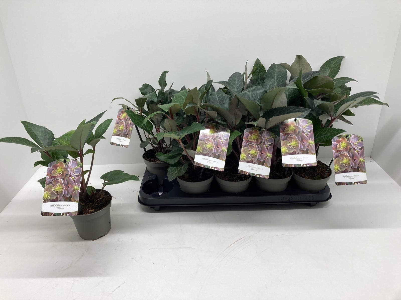 Helleborus sternii 'Flame', D 12 cm