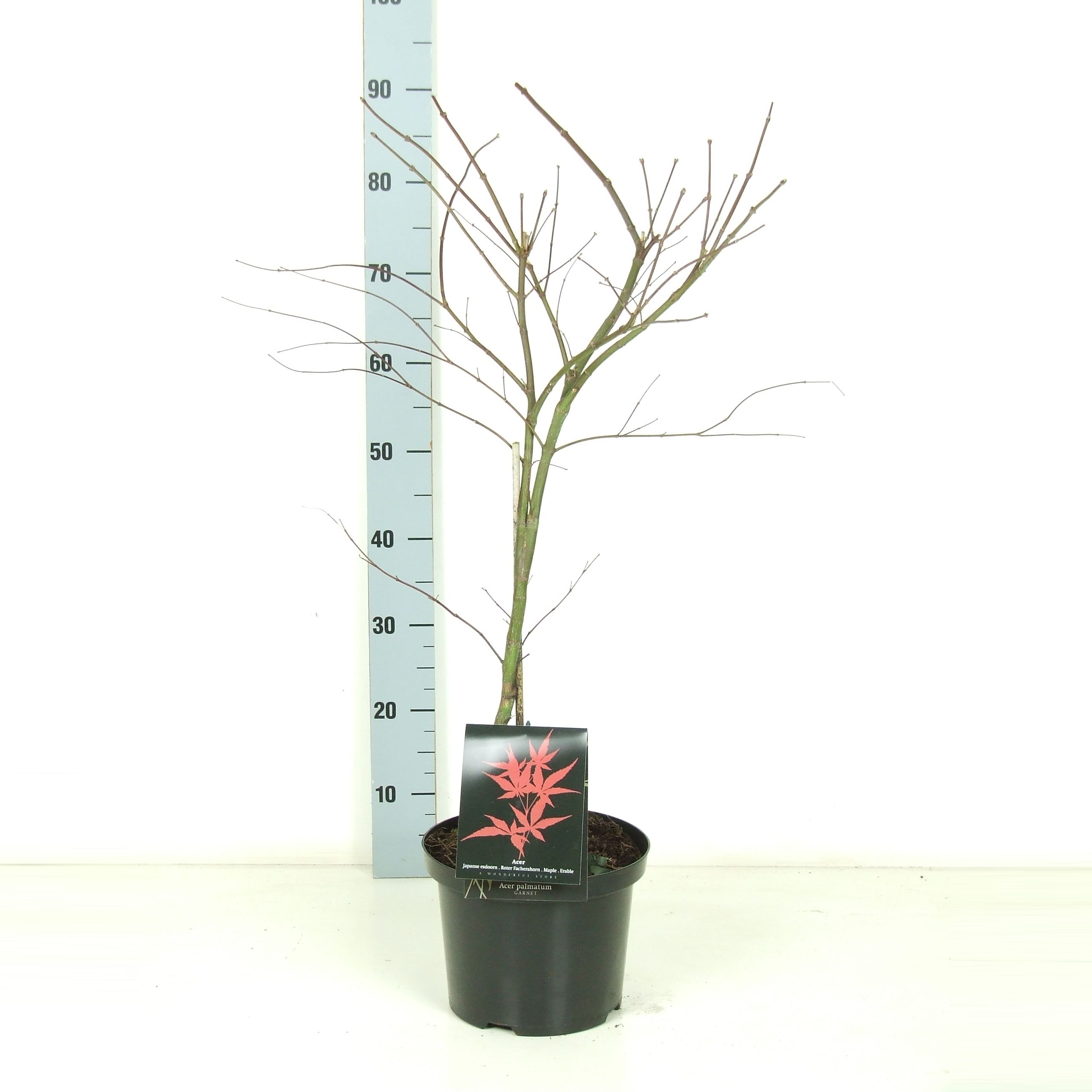 Acer palmatum 'Garnet' P23 Full CC, D 23