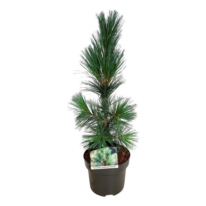 Pinus flex. 'Vanderwolf's Pyramid', D 21 cm