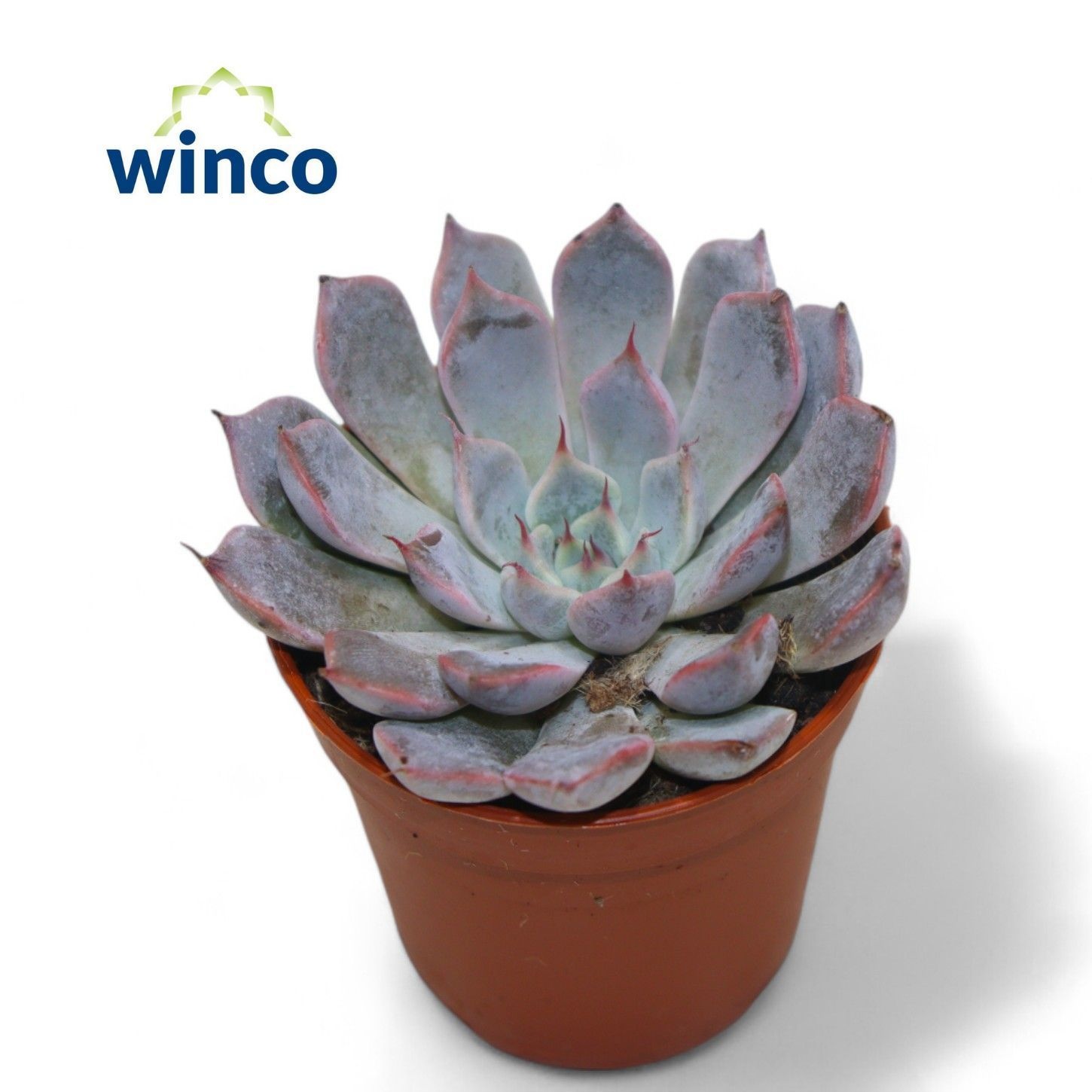 Echeveria Rosea, D 5,5