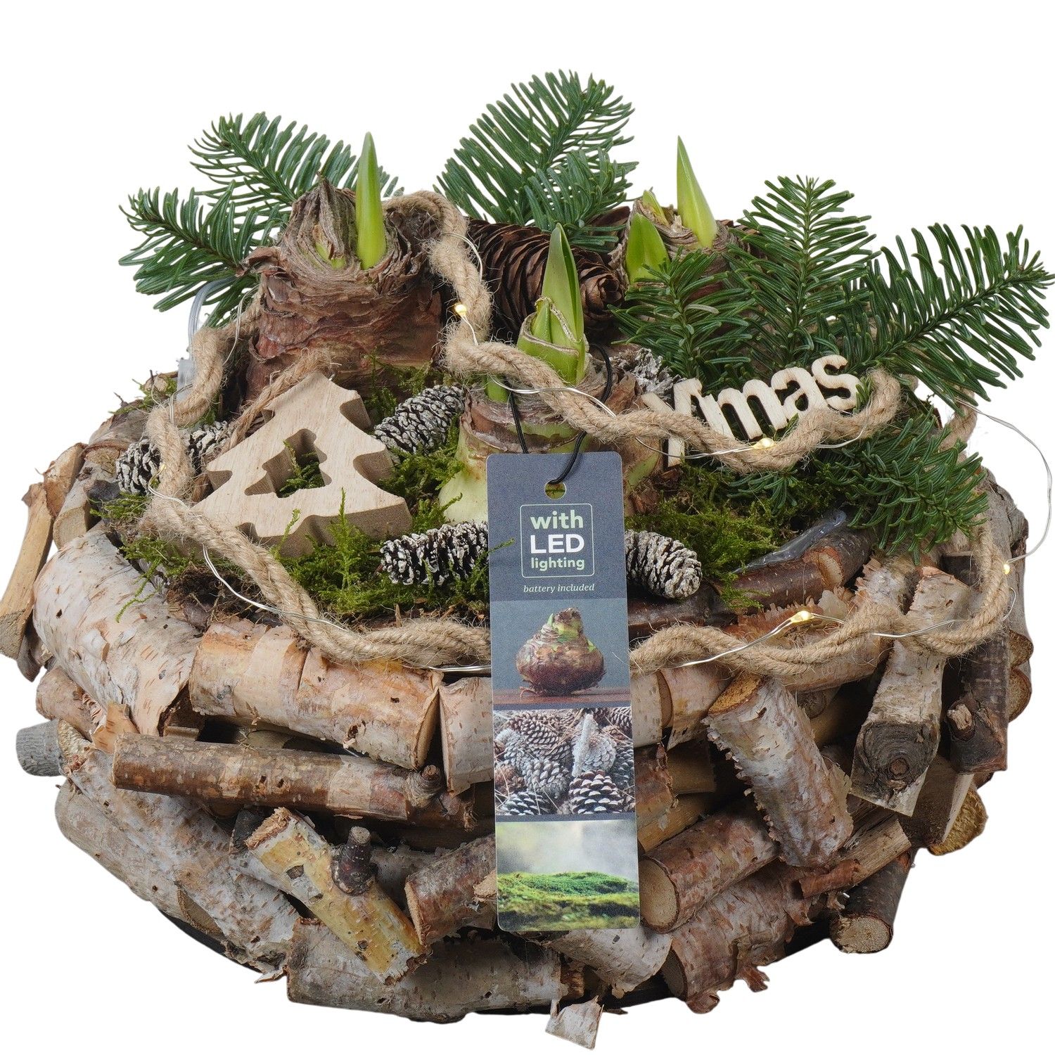 PTACH5885 Arrangement Amaryllis Christmas in houten bak met led, D 23 cm