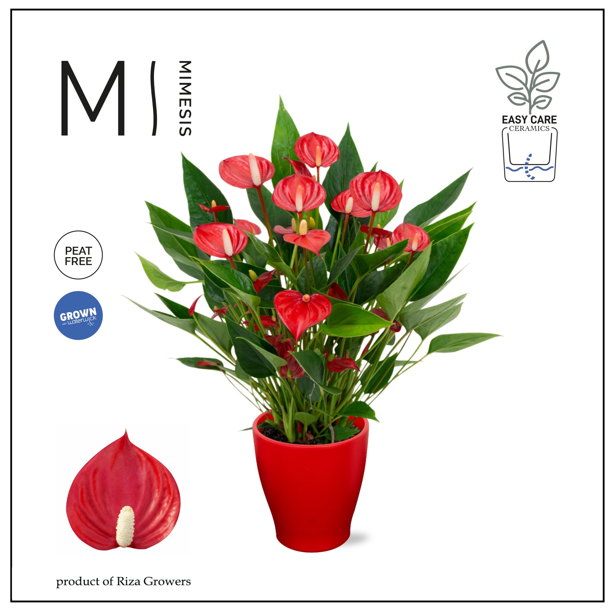 Mimesis Anthurium KARMA Million - Carolina Red, D 12