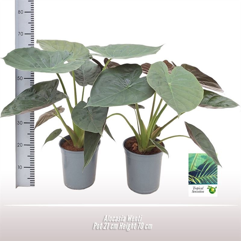 Alocasia Wenti, D 21