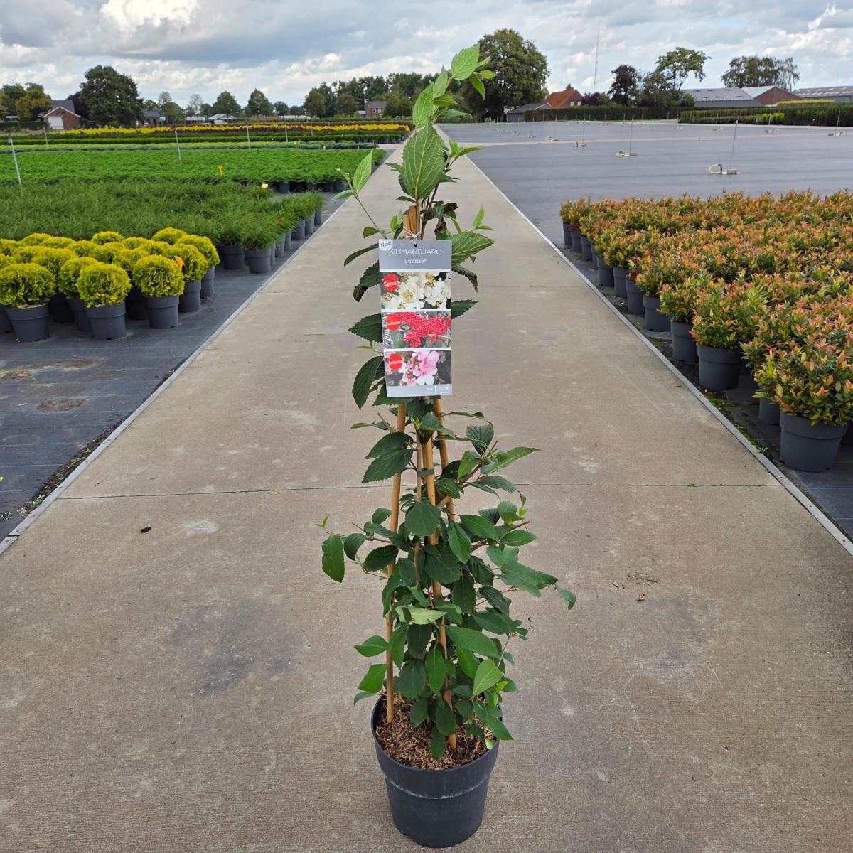 Viburnum plic. Kilimandjaro Sunrise, 3 stok, D 29 cm