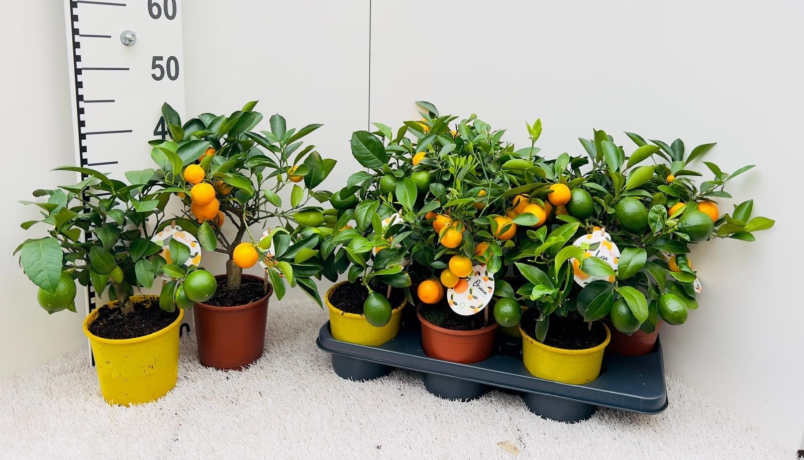 Citrus Mix-Tray 3 Var. medi-stem (s2), D 14 cm