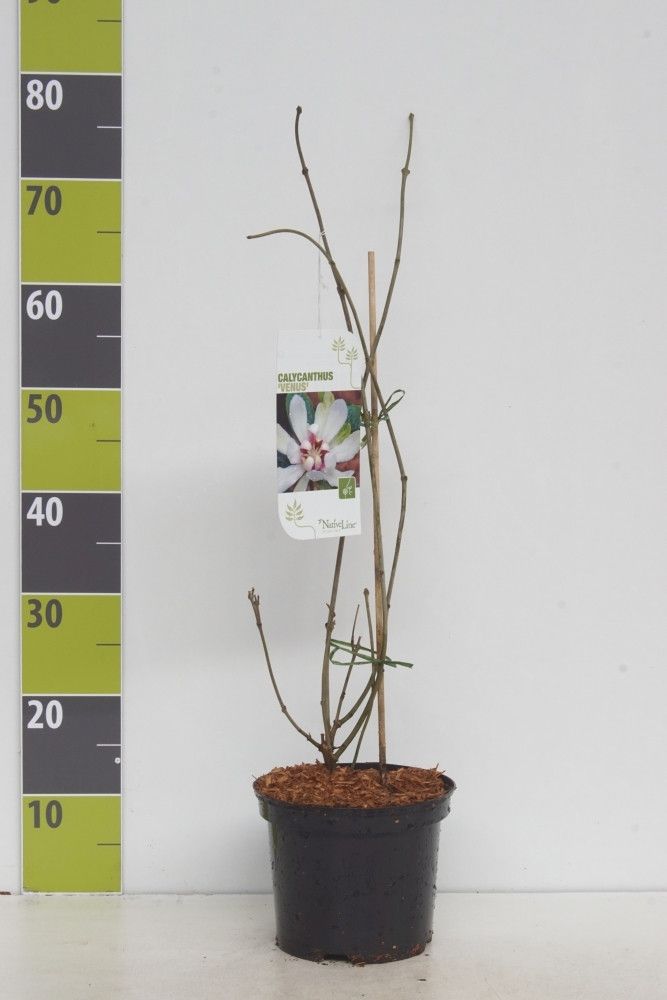 Calycanthus 'Venus' C 3, D 19